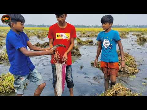 Unbelievable Boys Catching Big Shoal fish By Hand in Mud