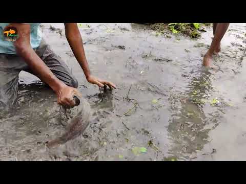 Village Daily Life Hand Fishing Experience Small Boys