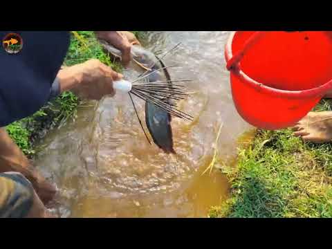Amazing Boy Catch Lot Of Big Fishes Unique catch fish