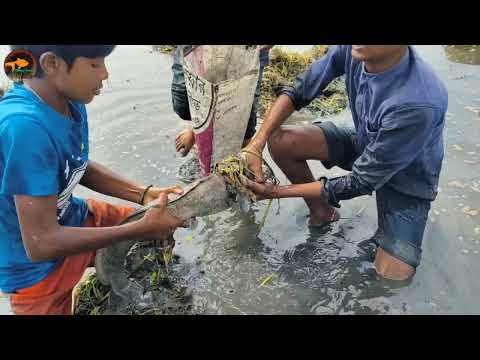 Unbelievable 4 Boys Catching Big Shoal fish By Hand in Mud