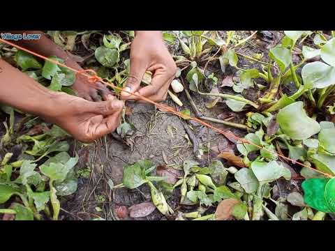 Giant mud crab catching with battle Catching alimango in