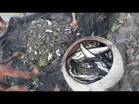 Big Boal Fish Hunting Catching The Big Boal Fish Using Net