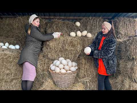 The Ultimate Giant Egg Dish Ostrich Egg Wrapped in Meat