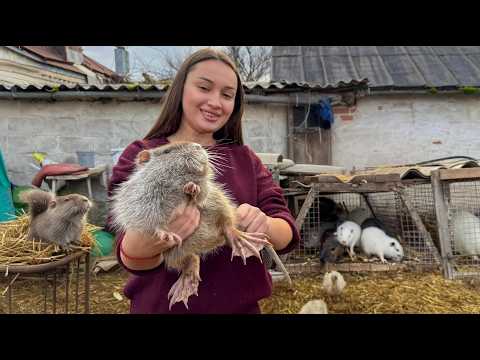 An Unusual Meat Dish From The Countryside Baked In Oven