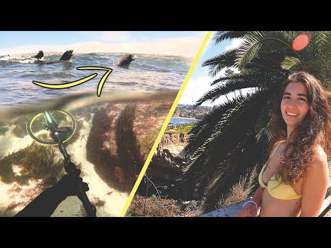 Underwater Metal Detecting with Sea Lions La Jolla