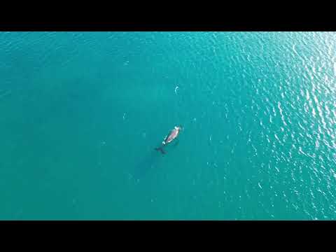 SOLO BEACH DAY WITH WHALES