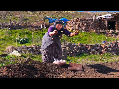 Dağda Bahçe Ekimi Mısır Ekmeği Denemesi