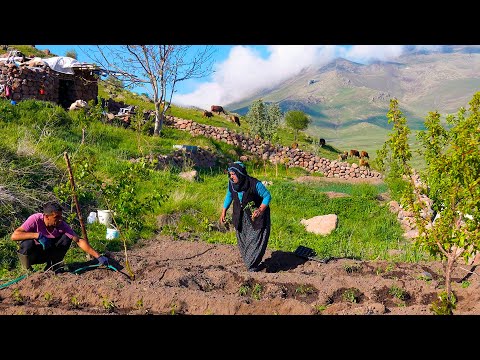 Dağdaki Bahçemize Biber ve Domates Fideleri Diktik