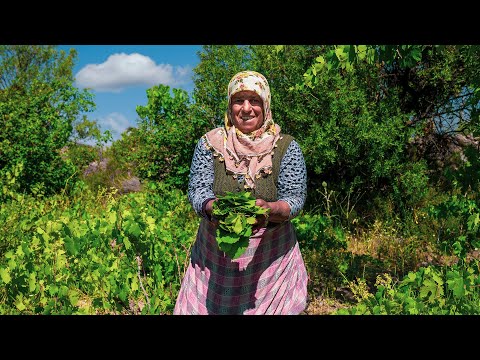 Bağdan Sofraya Lezzetli Yaprak Sarması Yaylada Kış İçin