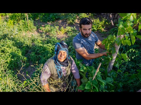 Köyde Bağdan Toplanmış Taze Fasulyeden Yemek ve Turşu Yapmak