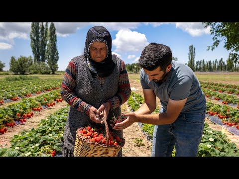 Tarladan Sofraya Organik Çilek Hasadı ve Reçel Yapımı