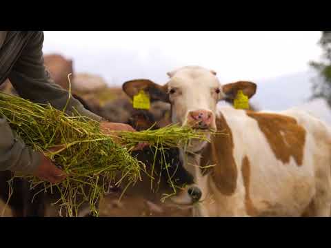 Türklerin Kutsal Tatlısı Aşure Yapımı Doğal Köy Yaşamı
