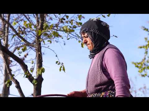 Dağda Bir Lahanadan Sarma ve Turşu Yaptım