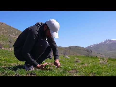 Yaylada Çeşitli Otlar Topladım Baharın Getirdiği Şifalar