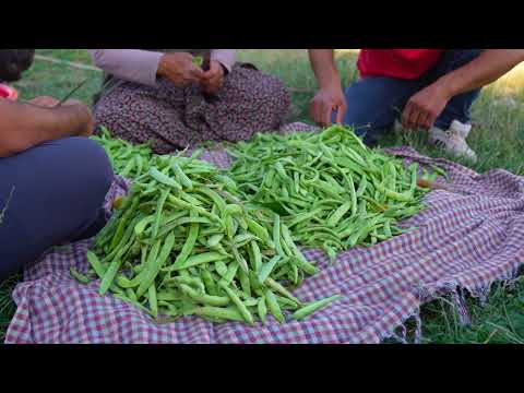 Köyde Bağdan Toplanmış Taze Fasulyeden Yemek ve Turşu Yapmak
