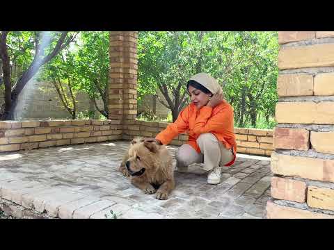 Village Girl s Routine From Carpet Washing to Special Roast