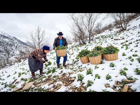 When Snow Buried Our Village We Foraged Wild Nettles and