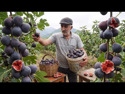 An Abandoned Fig Orchard Became Our Winter Pantry 15 Kg