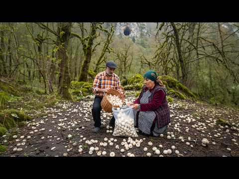 From the Mountain to the Table Foraging for Mushrooms on