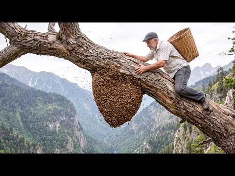 Grandpa Risks Dangerous Mountains to Collect Natural Honey