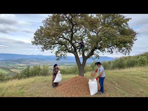 Brown Spicy Coffee from Acorn A Rare Mountain Recipe You