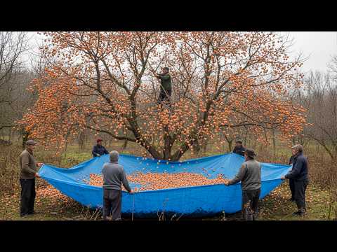 Don t Miss Out on This Secret Wild Persimmon Medicine