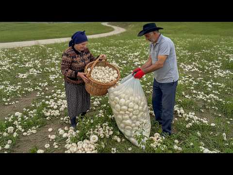 From the Mountain to the Table Foraging for Mushrooms on