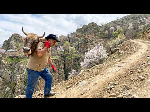20kg Calf Head on His Back 5 Traditional Mountain Dishes