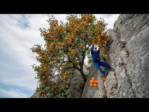 Grandpa Who Climbs Dangerous Mountains to Harvest