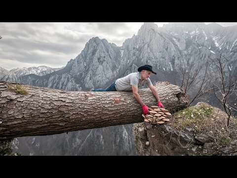 Survival Foraging on Treacherous Cliffs 3kg Mushroom Haul