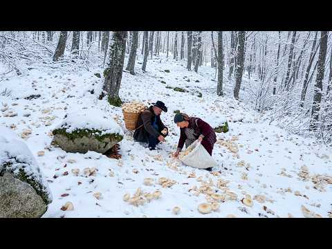 In Freezing Snowy Weather Grandparents Harvest Mushrooms