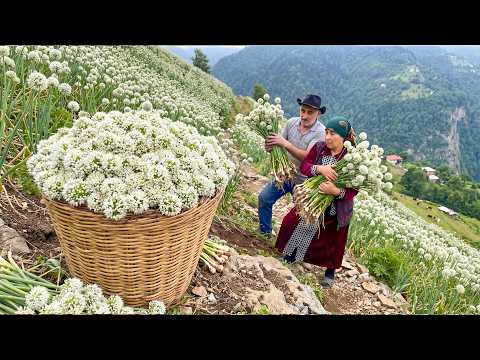Wild Onion Harvest From Dangerous Mountain Peaks