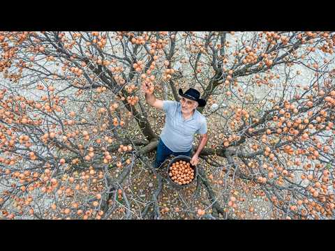 Grandpa Collects Wild Medlar on Deadly Cliffs to Make