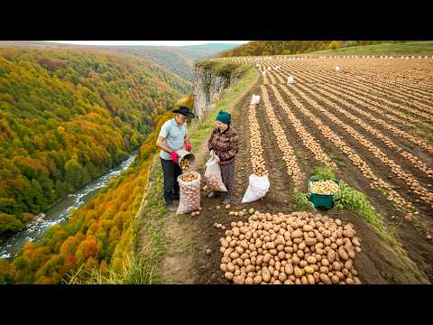 Why Grow Potatoes 45 km Away at an Altitude of 900 Meters