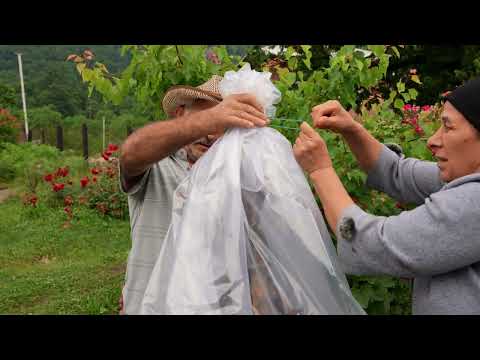 Grandpa Crossed Dangerous Mountains to Harvest Apricots