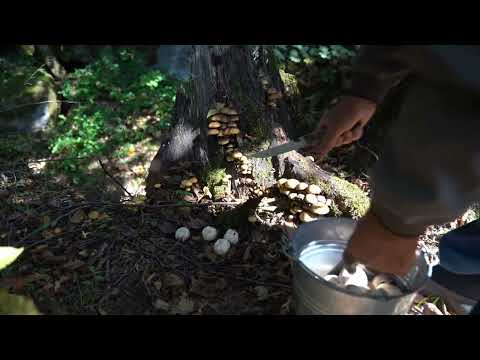From the Mountain to the Table Foraging for Mushrooms on