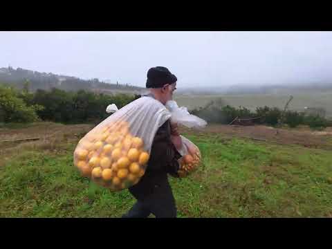 Grandfather Risked his life Collecting Lemons and Catching