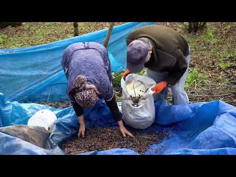 Don t Miss Out on This Secret Wild Persimmon Medicine