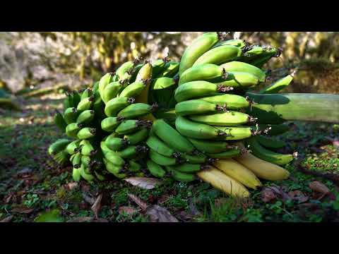 One Wrong Step and He Falls Extreme Banana Harvesting on