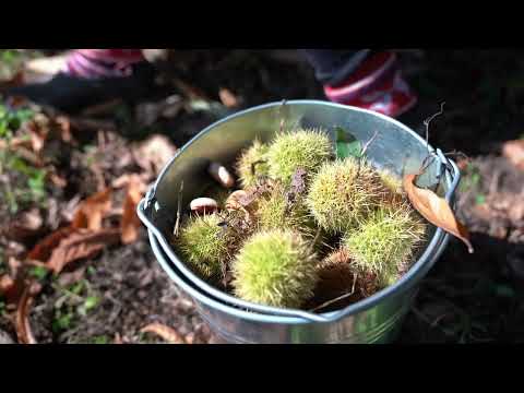 5 Essential Facts About Chestnut Harvesting You Probably