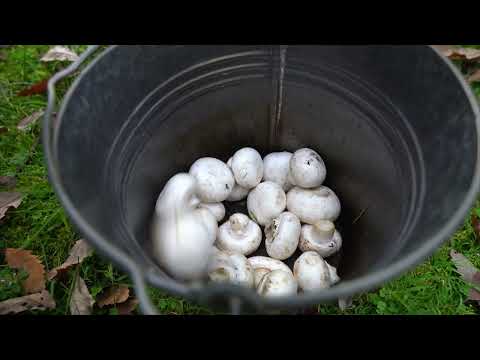 From the Mountain to the Table Foraging for Mushrooms on