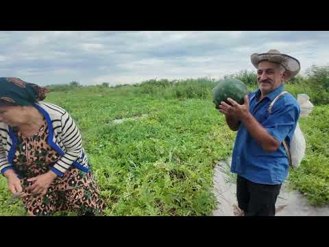 They Risked Their Lives Carrying 300 Kg of Watermelons