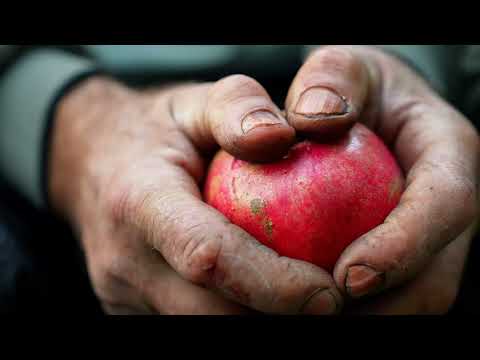 He Climbed Dangerous Mountains for Wild Pomegranates She