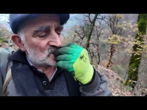Survival Foraging on Treacherous Cliffs 3kg Mushroom Haul