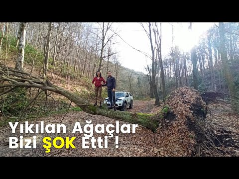 Yıkılan Ağaçlar Arasında Kamp Araç Üstü Çadırda Kamp Yaptık