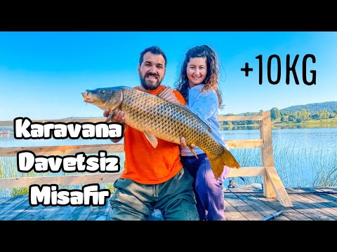 Karavanda Sabah Davetsiz Misafire Uyandık Carp Fishing