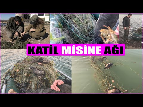 Sapanca Gölünde Hayalet Ağda Bulduğumuz 68 Ördek Telef Olmuş