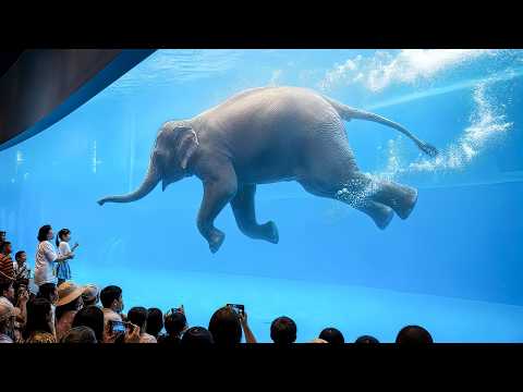Khao Kheow Open Zoo Thailand s Largest Animal Park Full