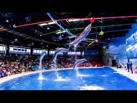 Dubai Dolphinarium Best Dolphin Show in Dubai 4K Tour Vlog