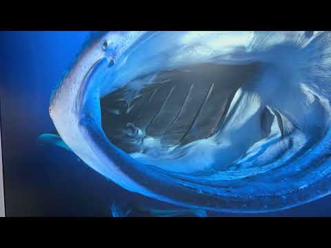 Singapore Oceanarium New Aquarium at Resorts World Sentosa